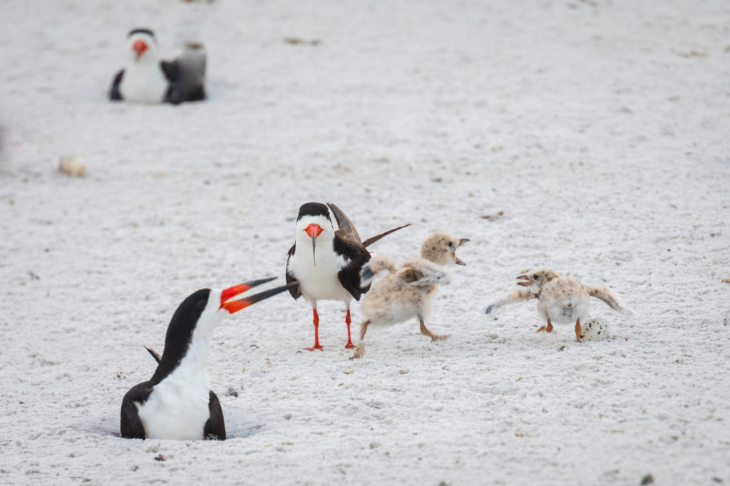 Baby Black Skimmer Sibling Rivalry (3)