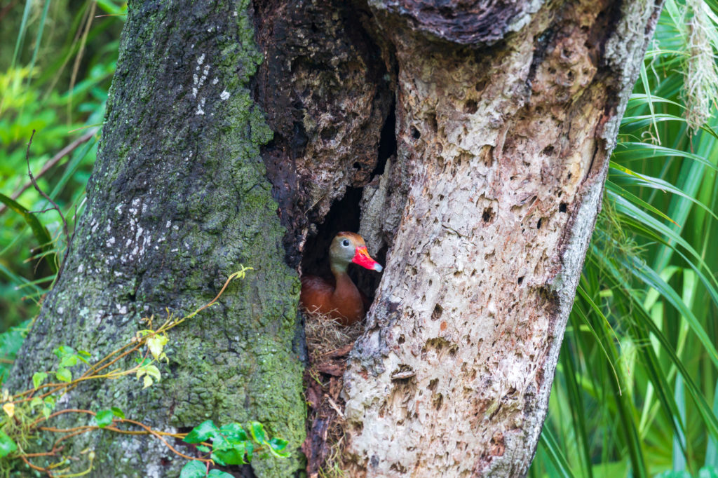 Black-bellied Whistling Duck Nesting in Tree Cavity (2)