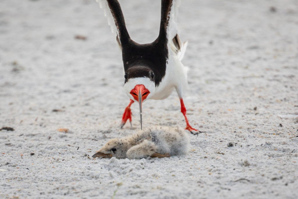 Black Skimmer Swoops at Baby (1)