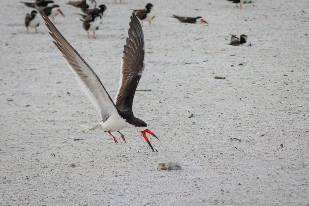 Black Skimmer Swoops at Baby (2)