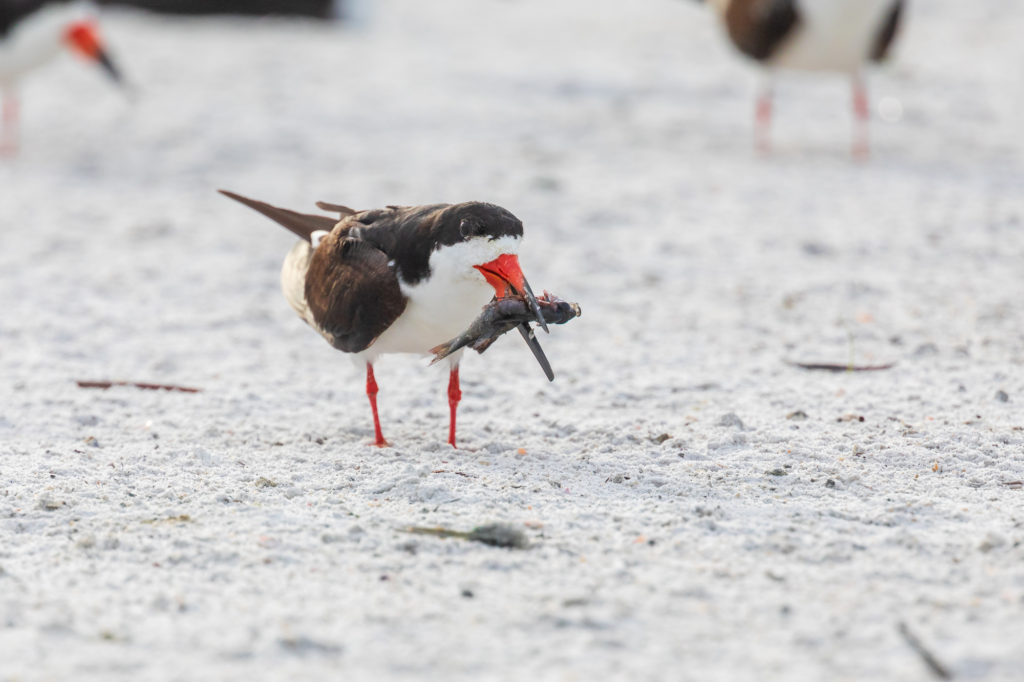 Black Skimmer with Fish