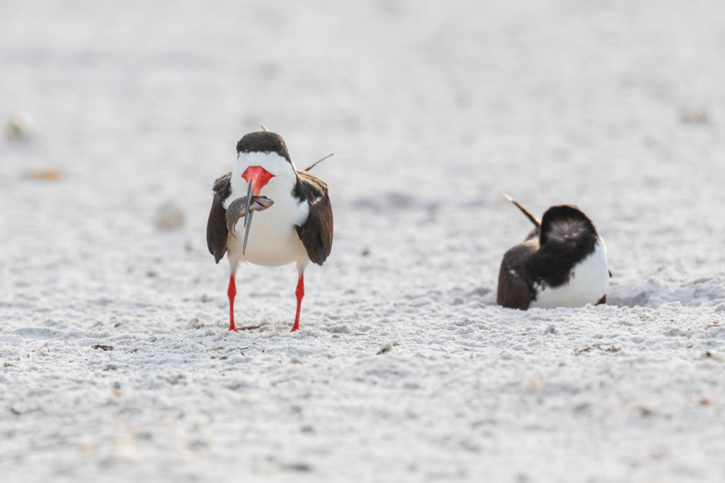 Black Skimmer with Fish (2)