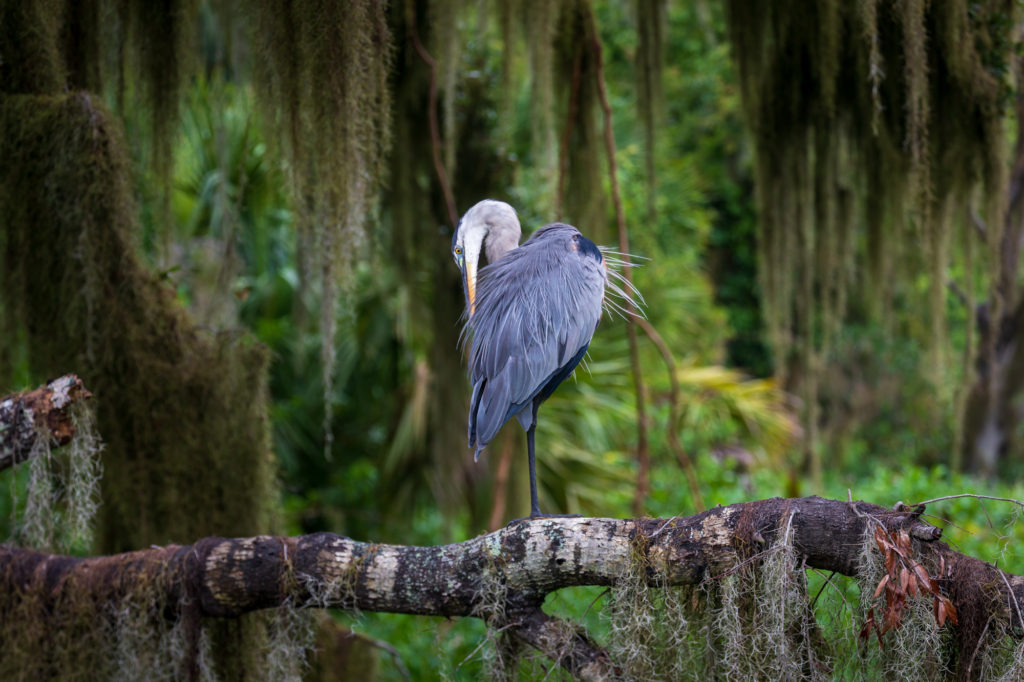 Great Blue Heron and Moss