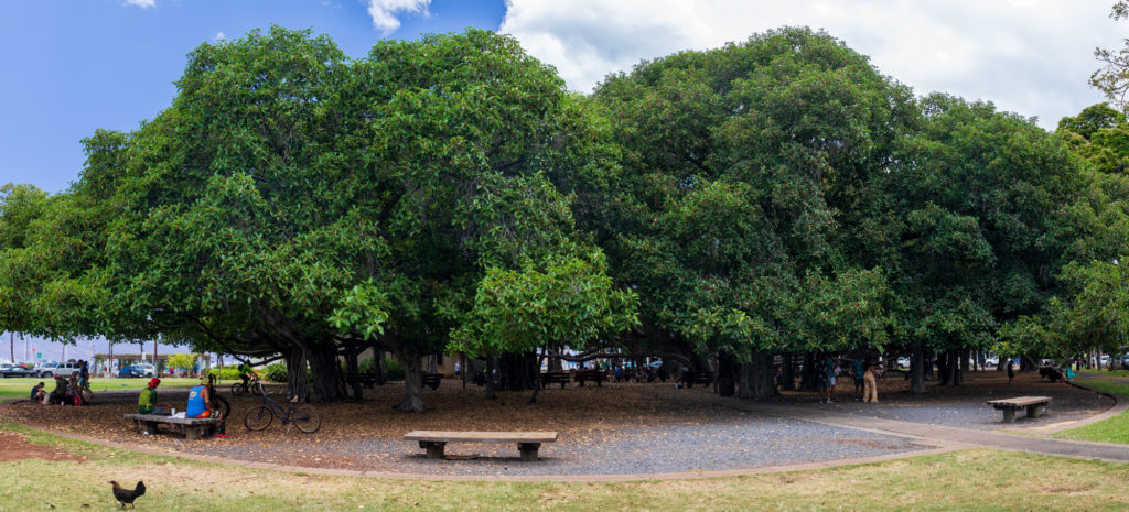 150 year old Banyan Tree at Lāhainā