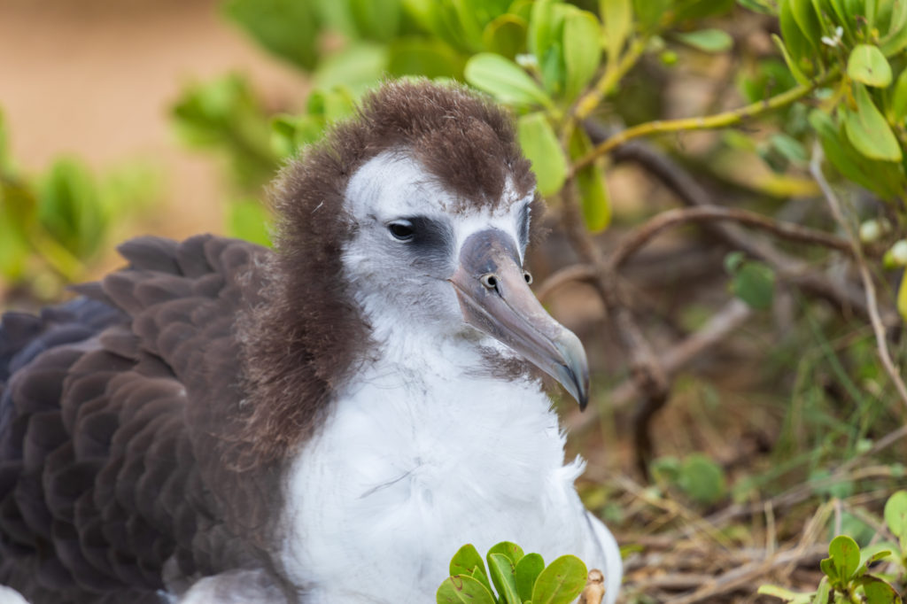 Baby Laysan Albatross