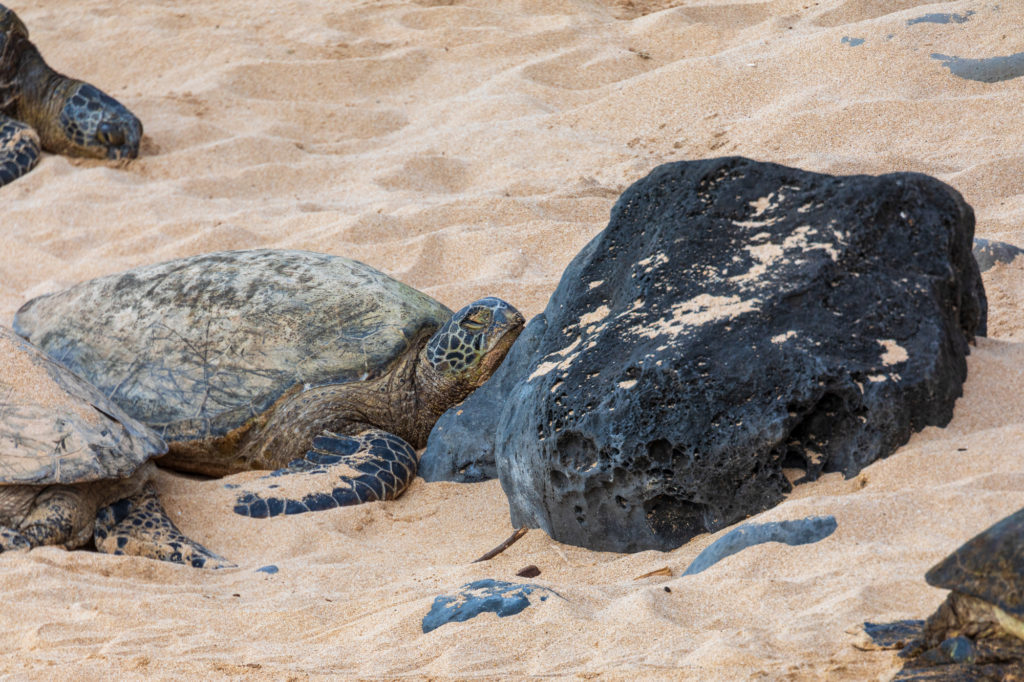 Green Sea Turtle at Ho'opika Beach Park