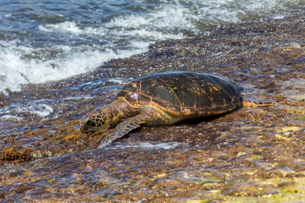 Green Sea Turtle at Laniakea Beach (2)
