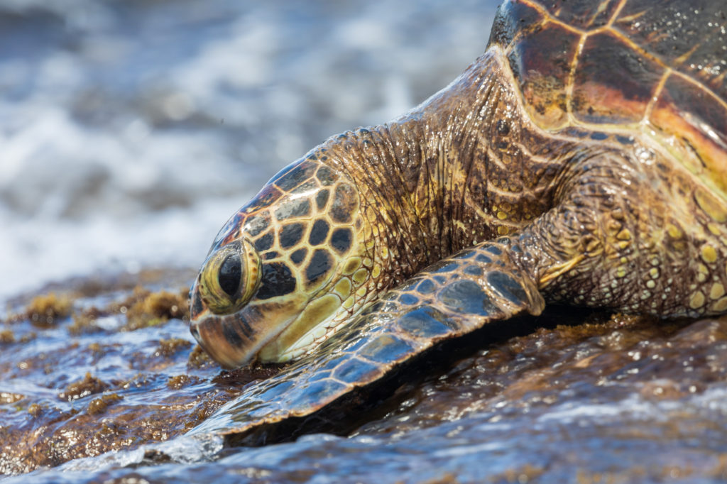 Green Sea Turtle at Laniakea Beach (3)