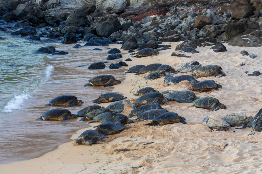 Green Sea Turtles at Ho'opika Beach Park