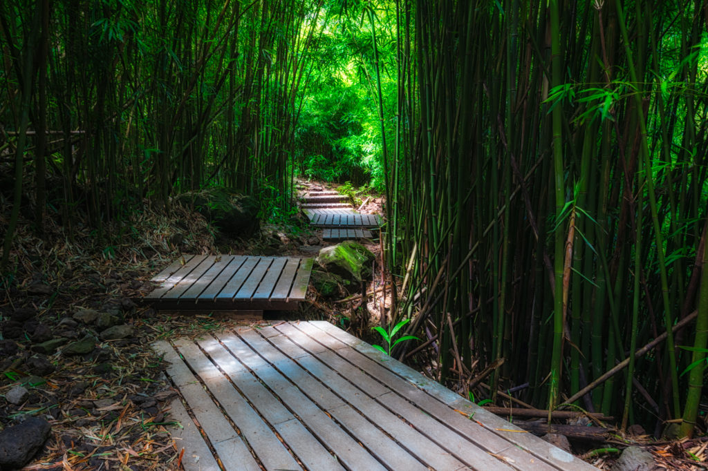 Haleakalā National Park - Pipiwai Trail - Bamboo Forest