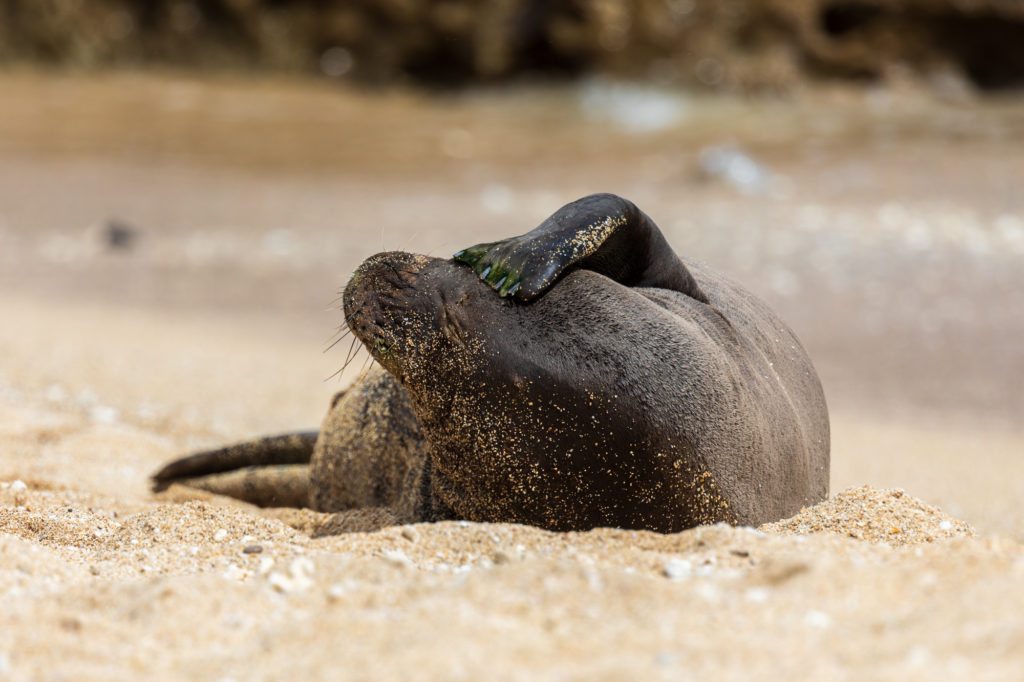 Hawaiian Monk Seal (2)