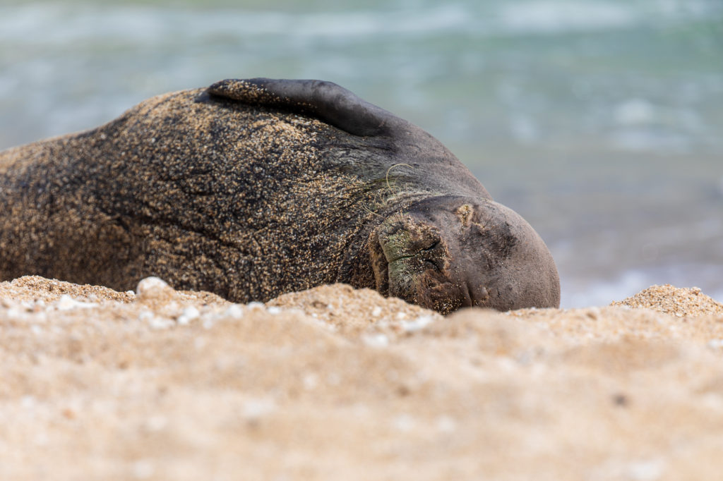 Hawaiian Monk Seal (3)