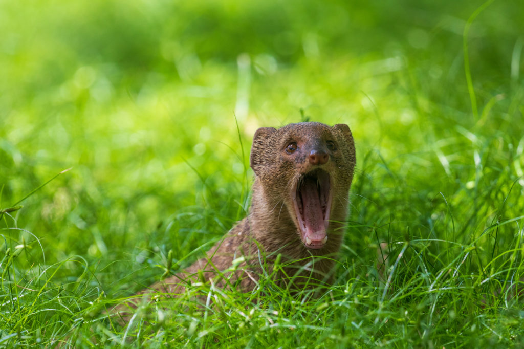 Mongoose Yawn