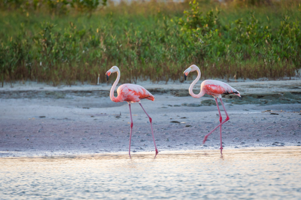 Flamingos in Florida (1)