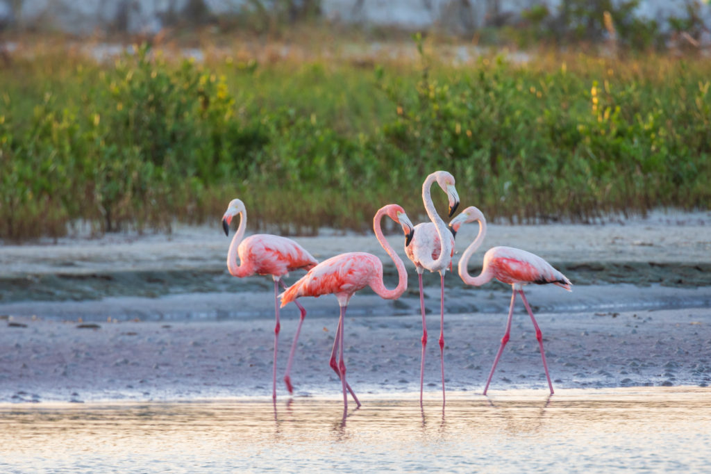 Flamingos in Florida (2)
