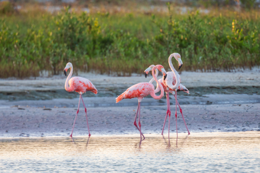 Flamingos in Florida (3)