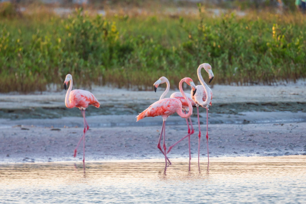 Flamingos in Florida (4)