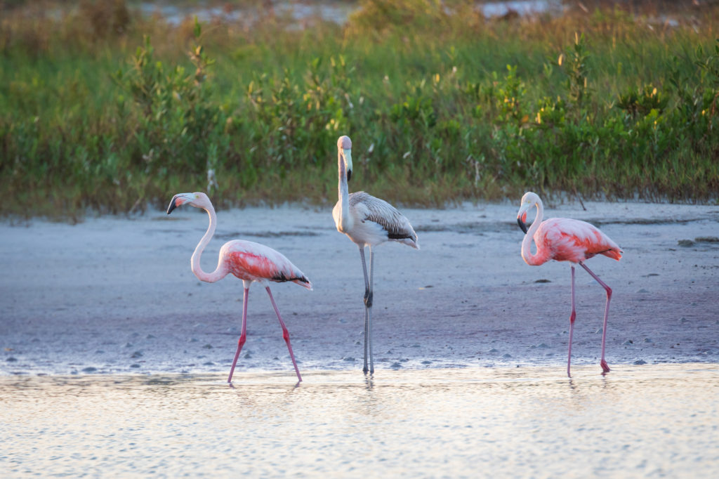 Flamingos in Florida (5)