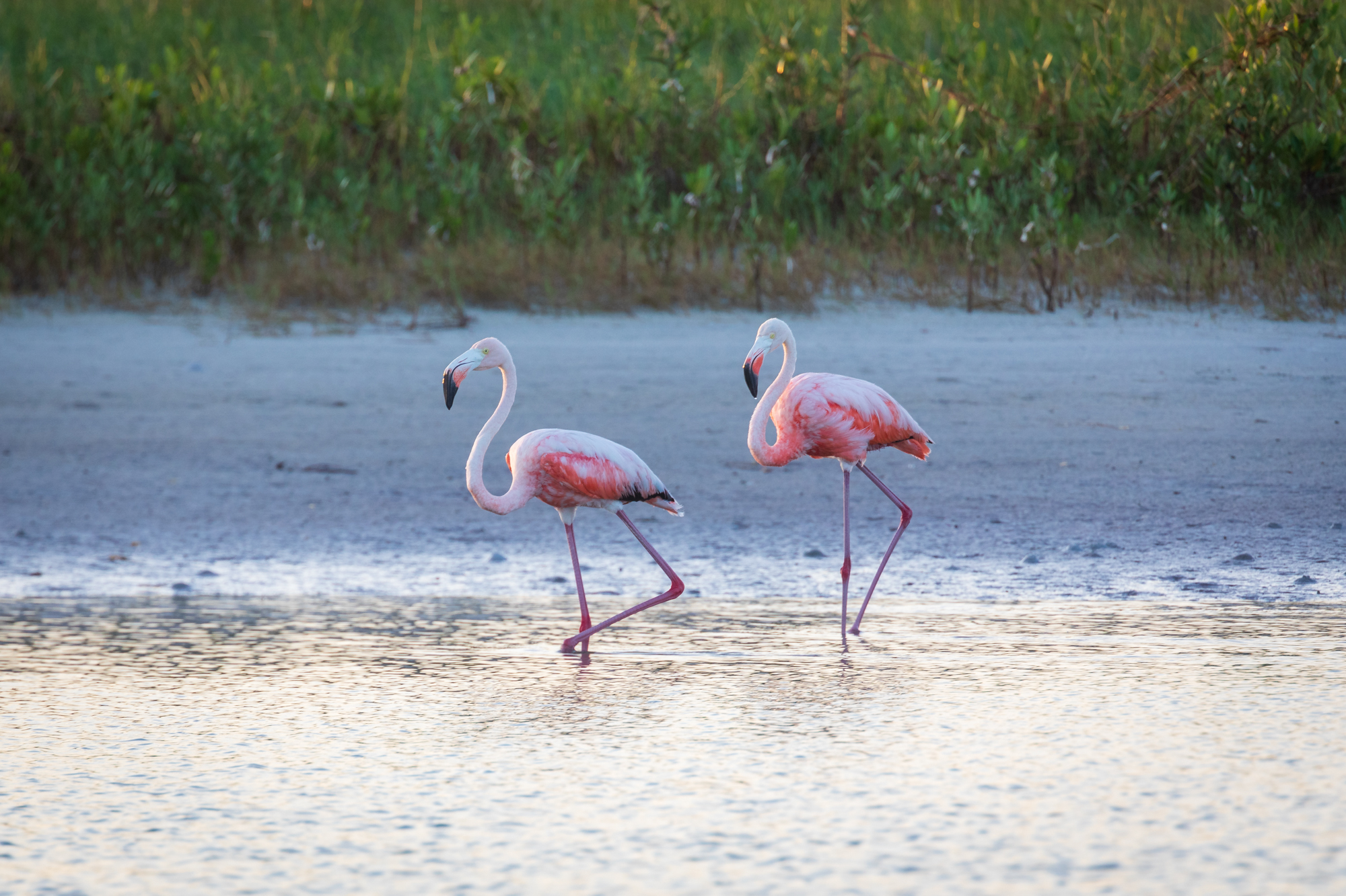 Flamingos in Florida (6)