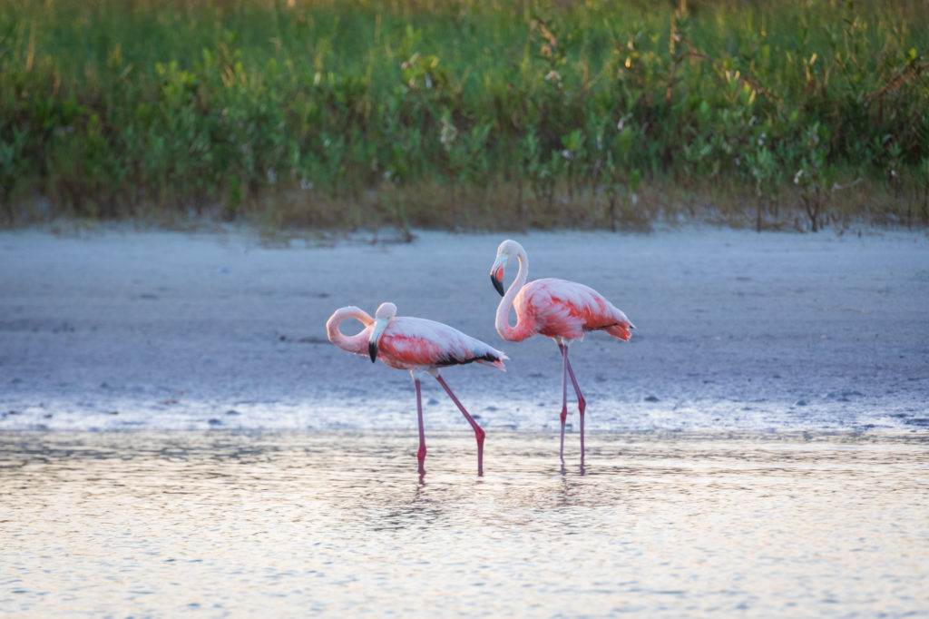 Flamingos in Florida (7)