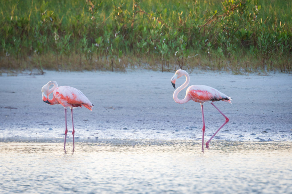 Flamingos in Florida (8)