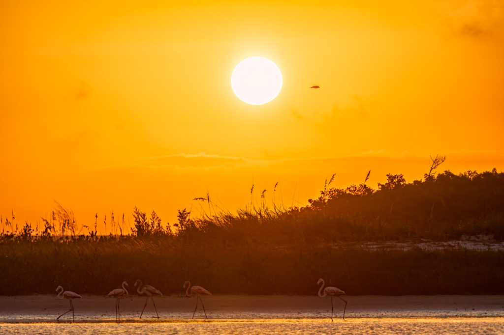 Florida Flamingo Sunrise (1)