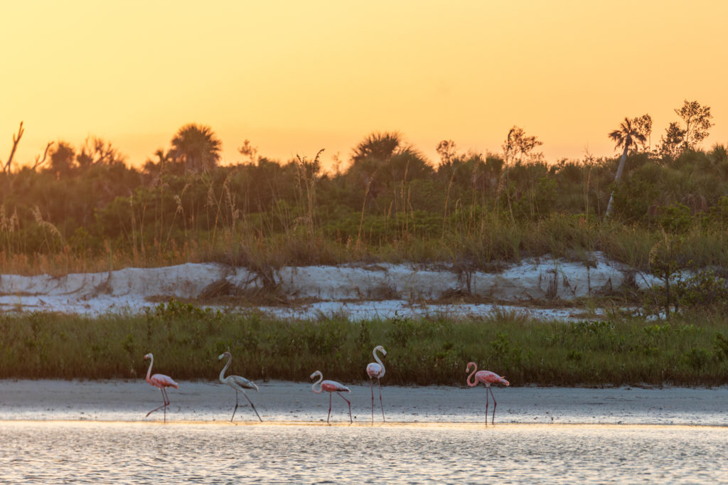 Florida Flamingo Sunrise (2)