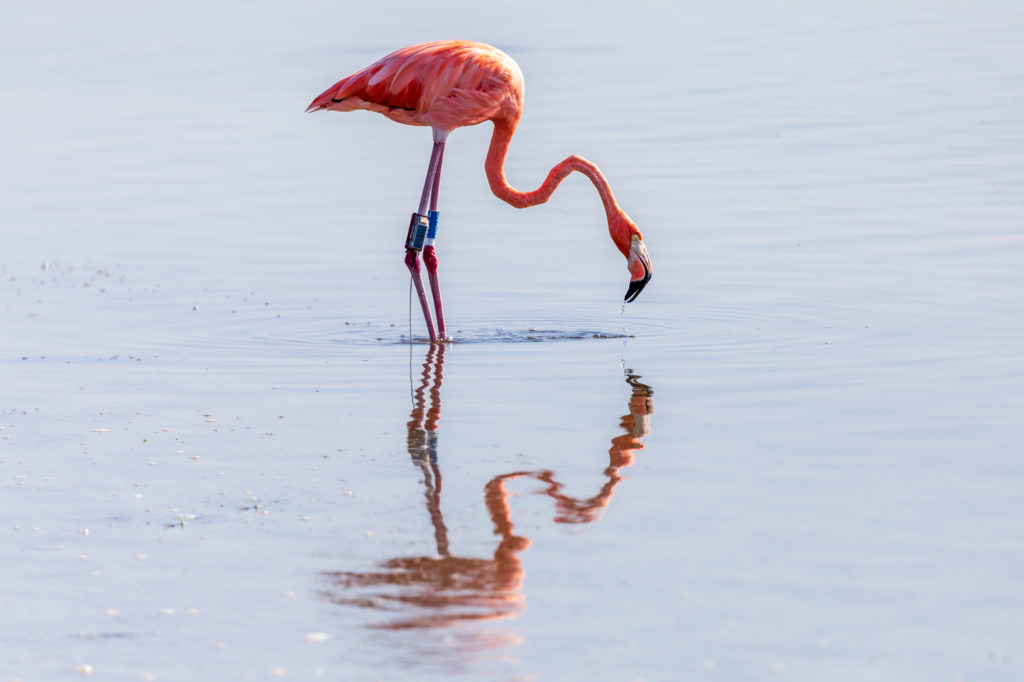 Peaches the Flamingo Reflected