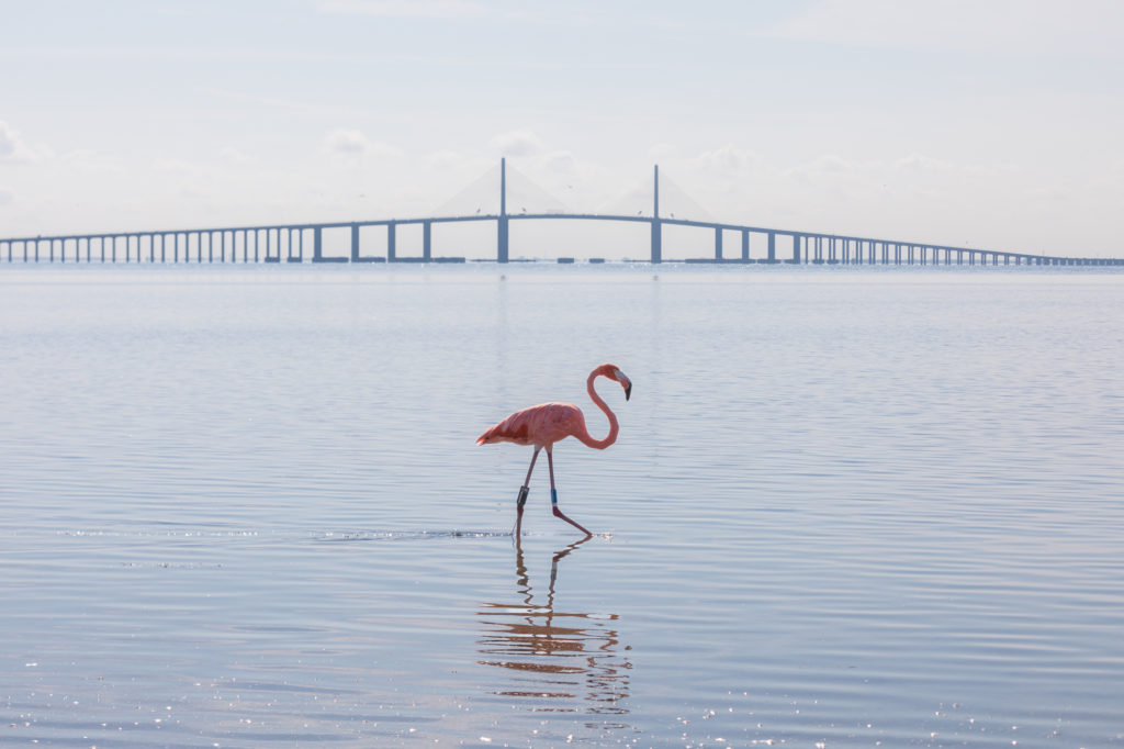 Peaches the Flamingo and the Skyway Bridge