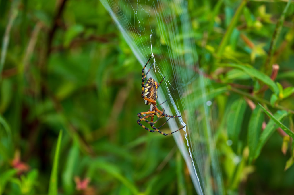 Yellow Garden Spider (2)