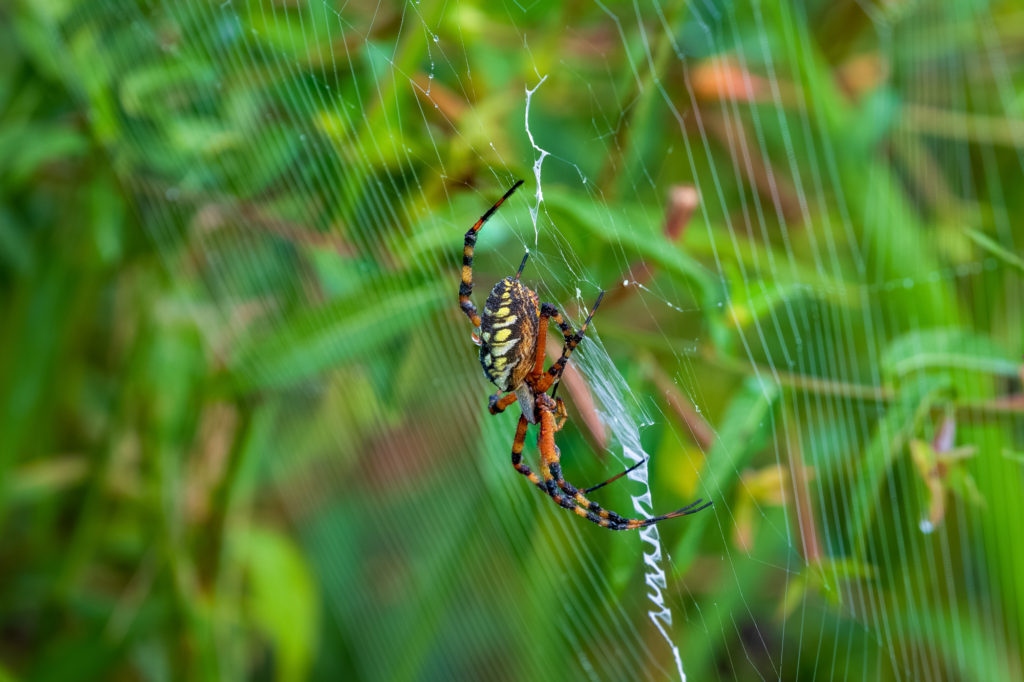 Yellow Garden Spider (3)