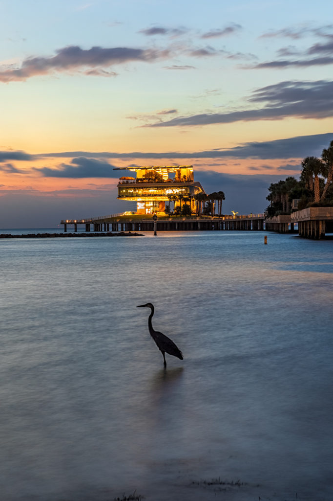 Great Blue Heron at St Pete Pier (1)