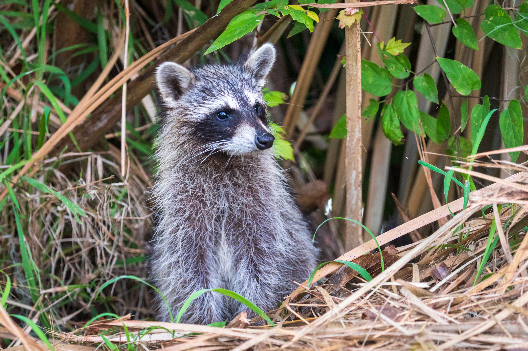 Young Racoon (3)