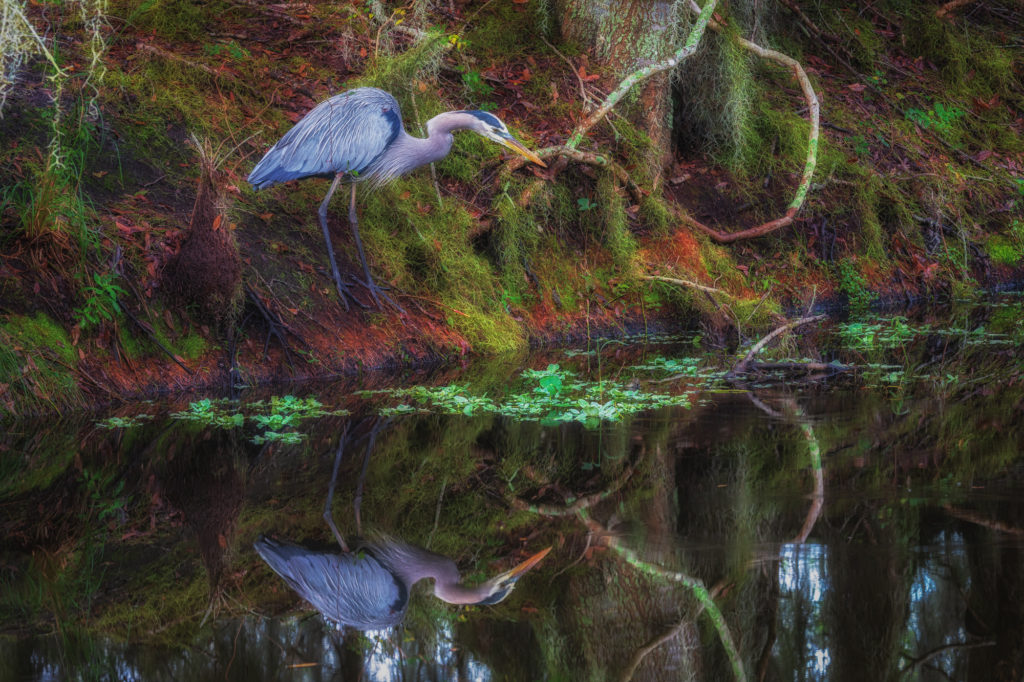 Great Blue Heron Reflection (2)