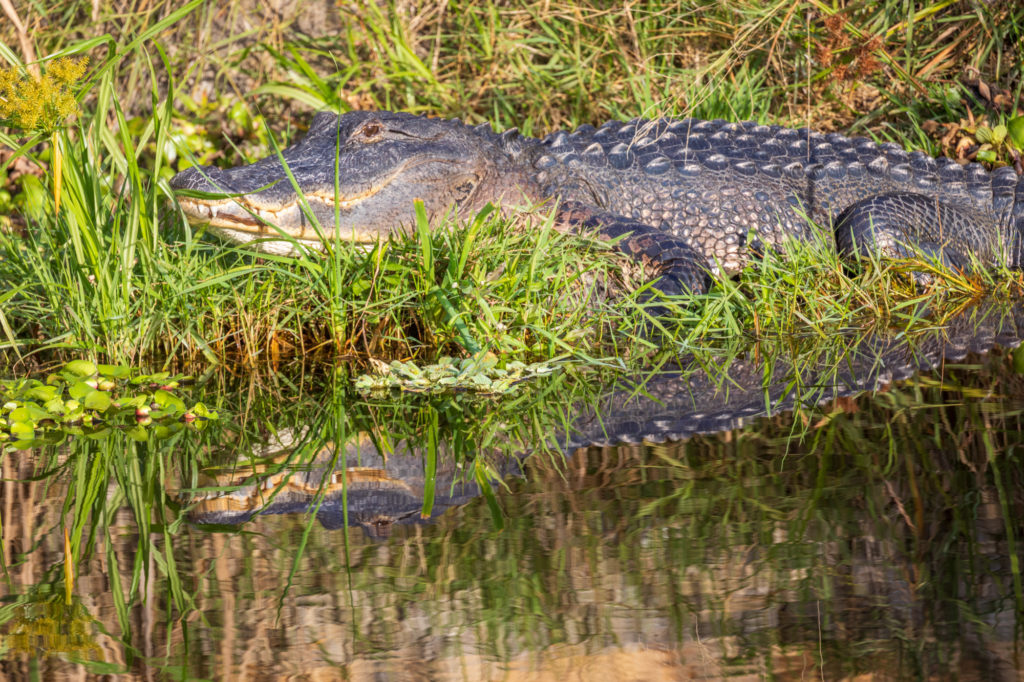 American Alligator Reflected (2)
