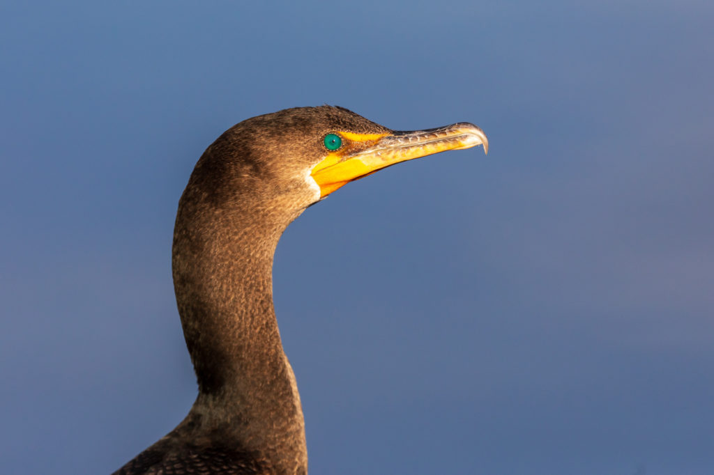 Double-crested Cormorant Portrait (4)