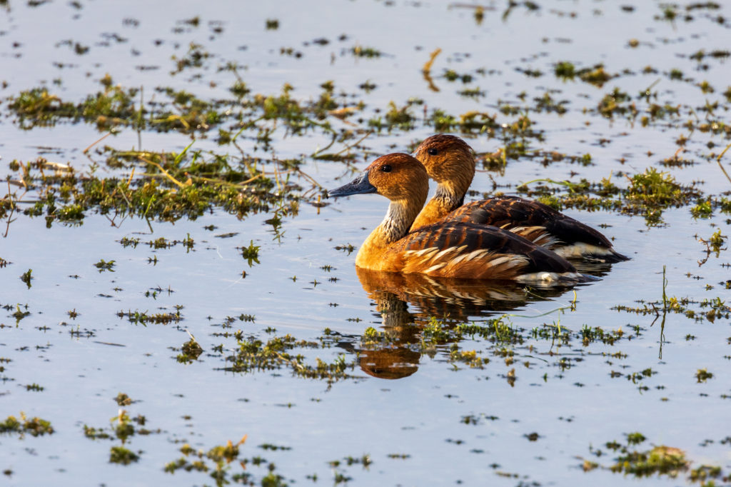 Fulvous Whistling Duck Pair