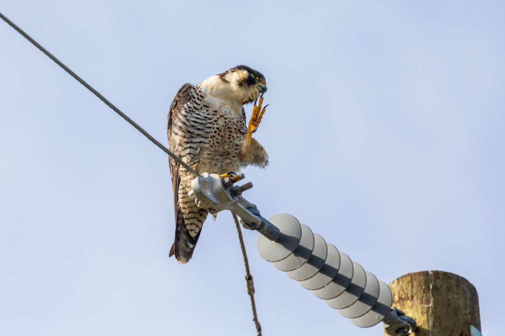 Peregrine Falcon (5)