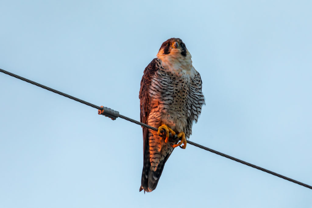 Peregrine Falcon Dawn (1)
