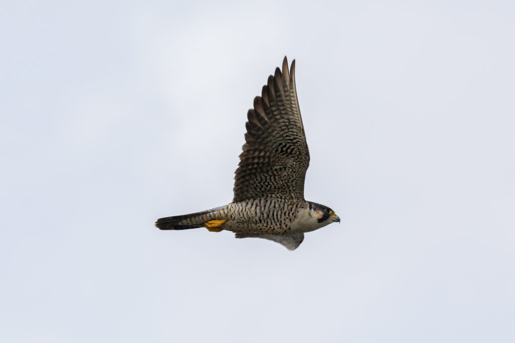 Peregrine Falcon in Flight (1)