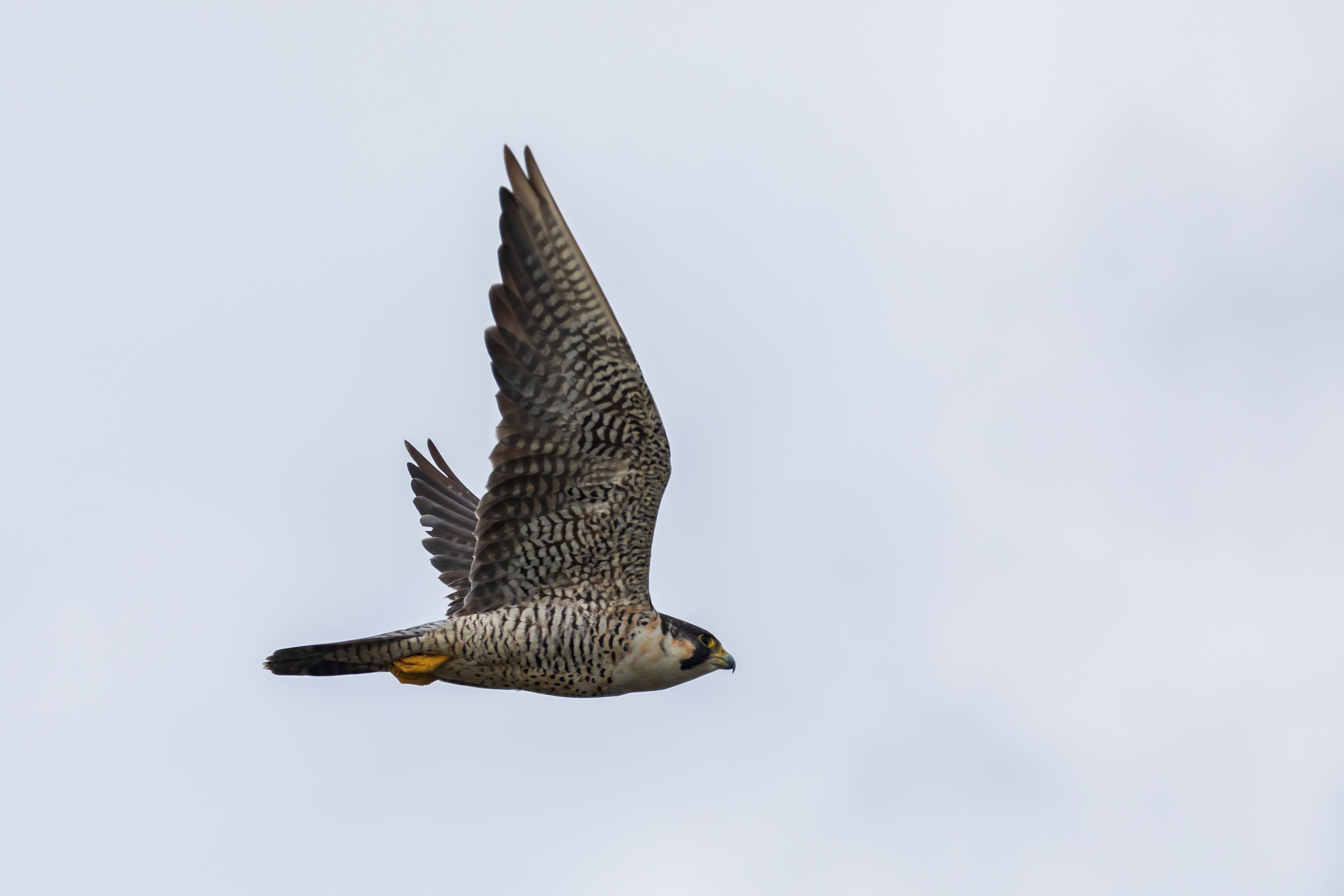 Peregrine Falcon in Flight (2)