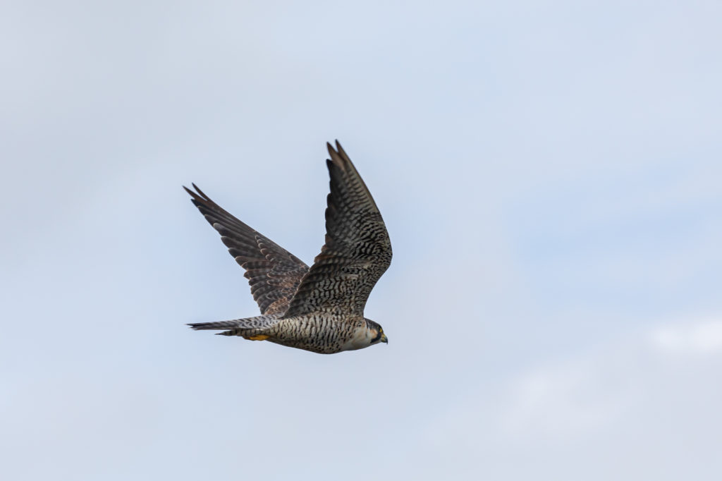 Peregrine Falcon in Flight (3)