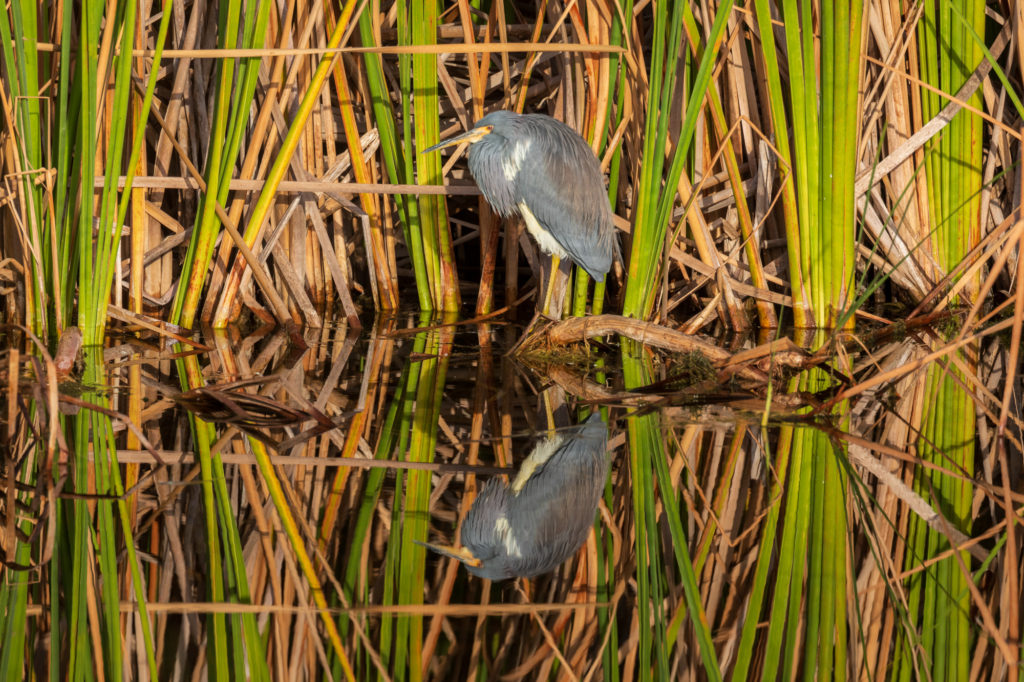 Tricolored Heron Reflection