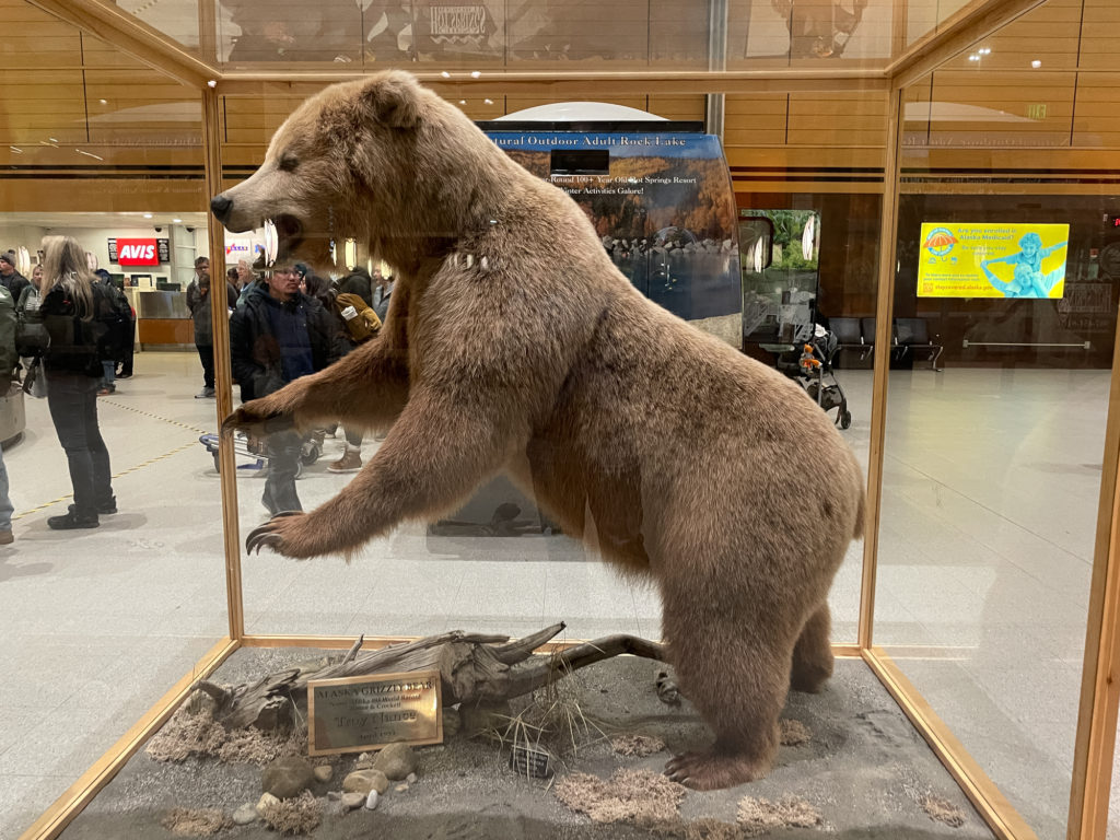 Alaska Airport Grizzly