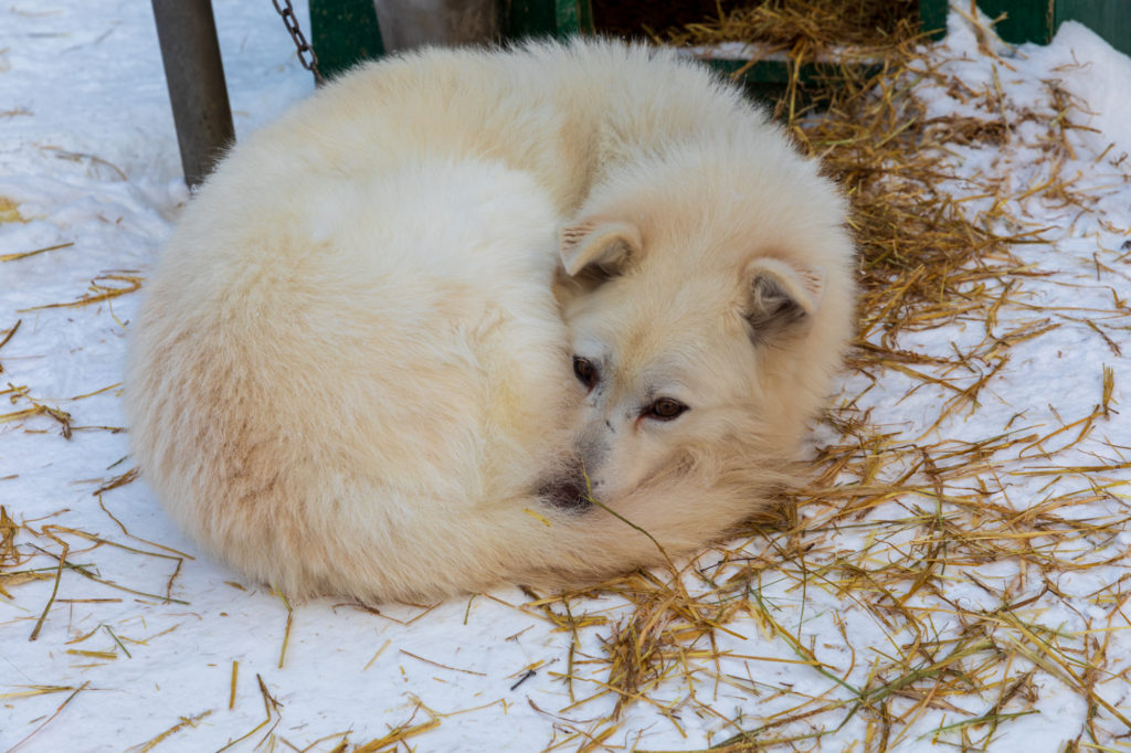 Alaskan Sled Dog (2)