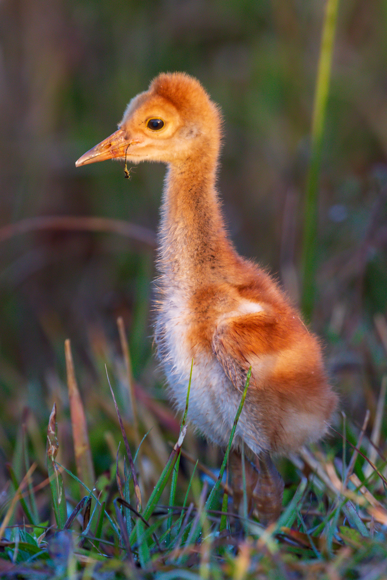 1 Week old Sandhill Crane Chick (2)