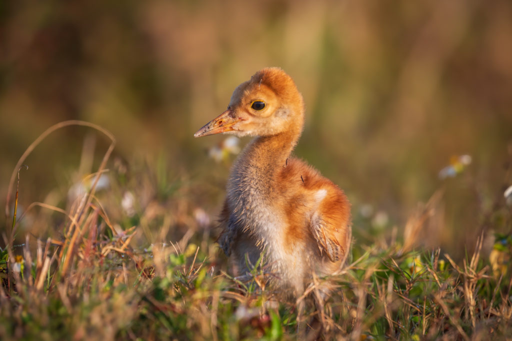 1 Week old Sandhill Crane Chick (9)
