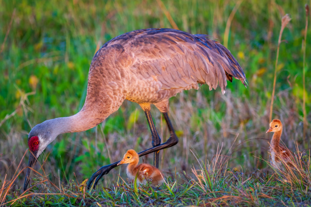 Baby Sandhill Cranes with Parent (2)