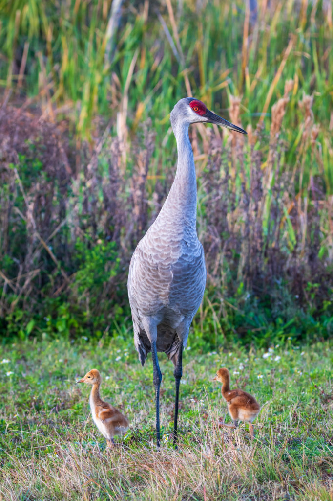 Baby Sandhill Cranes with Parent (4)