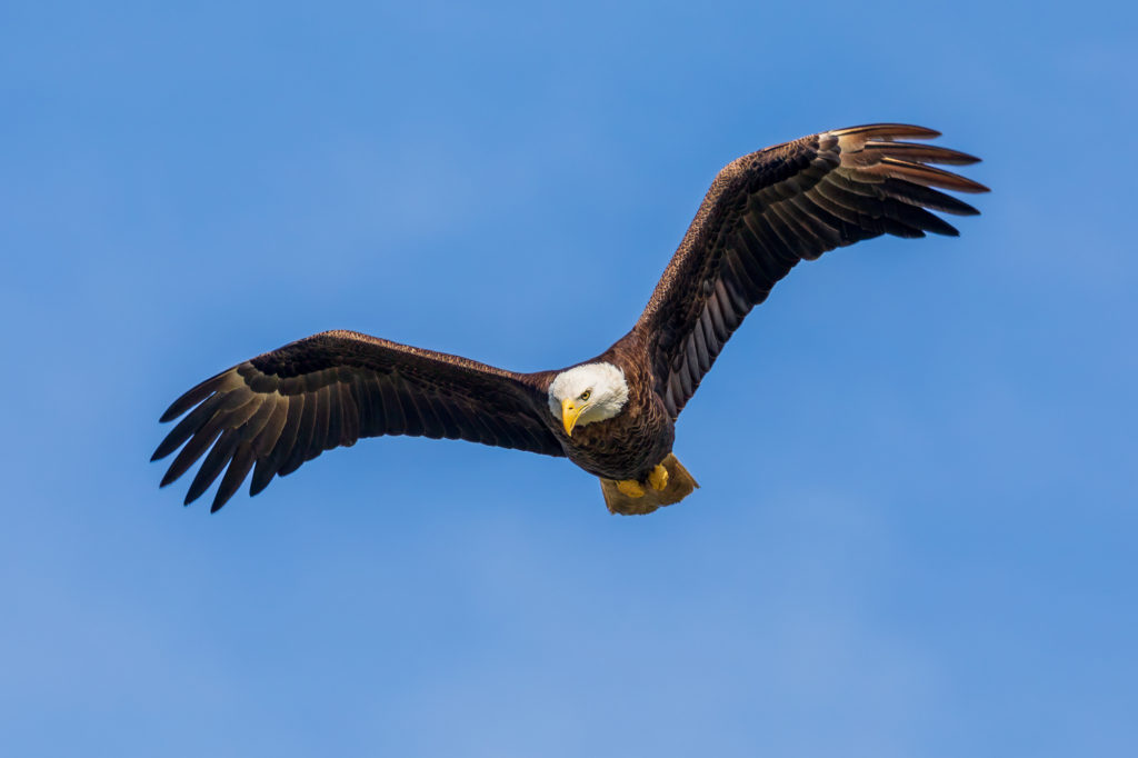 Bald Eagle in Flight (1)